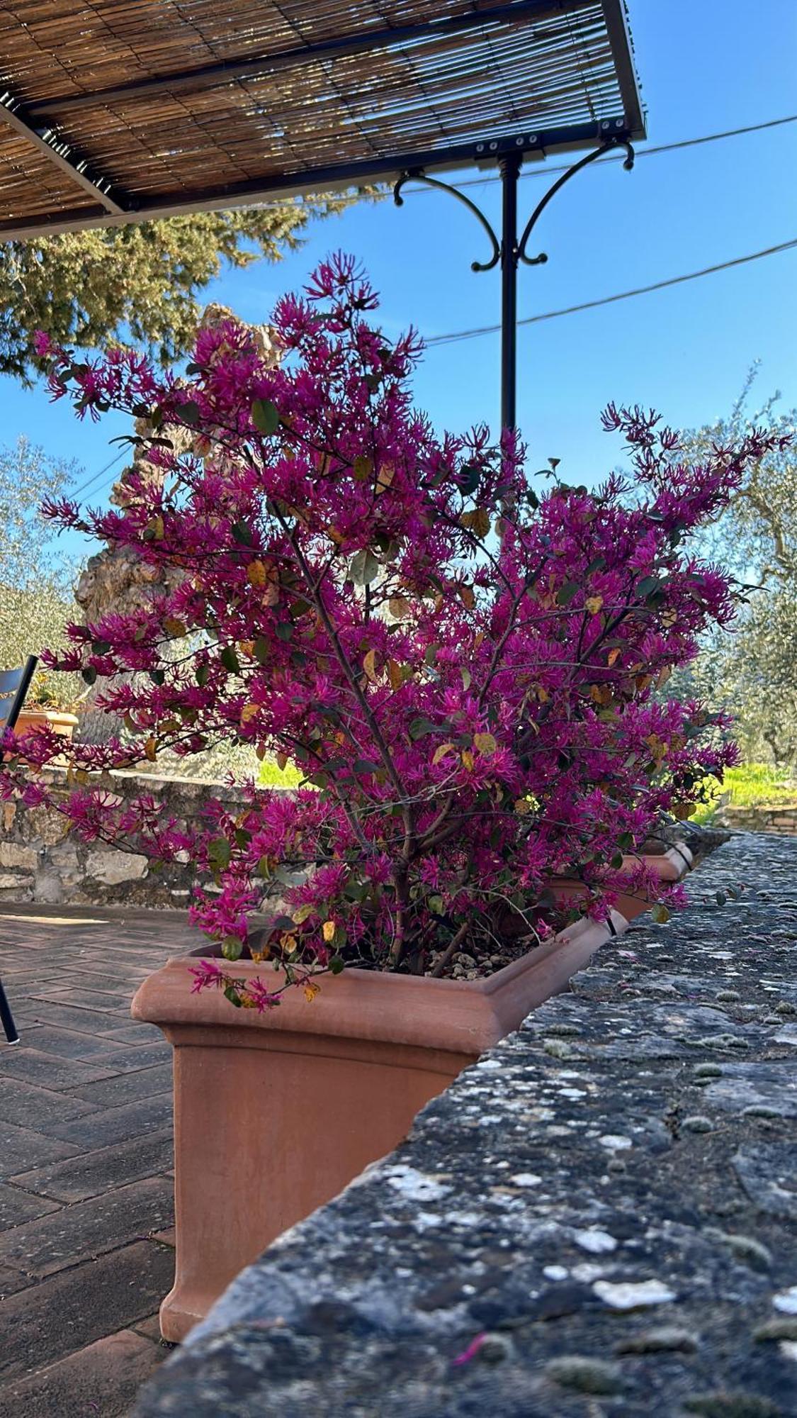 Willa Borgo A Monti Di Sotto Gaiole in Chianti Zewnętrze zdjęcie